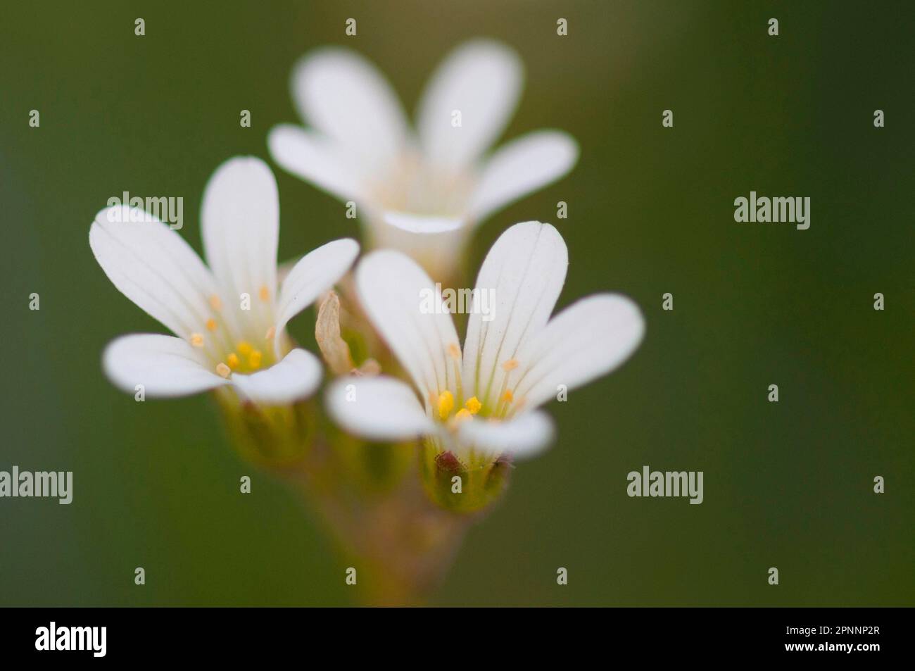 (Saxifraga granulata) Stock Photo