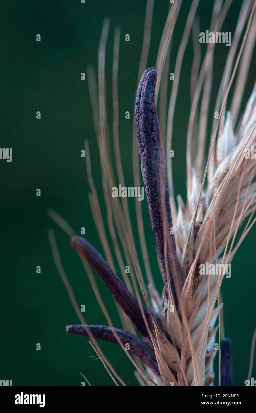 Ergot fungus (Claviceps purpurea) Stock Photo