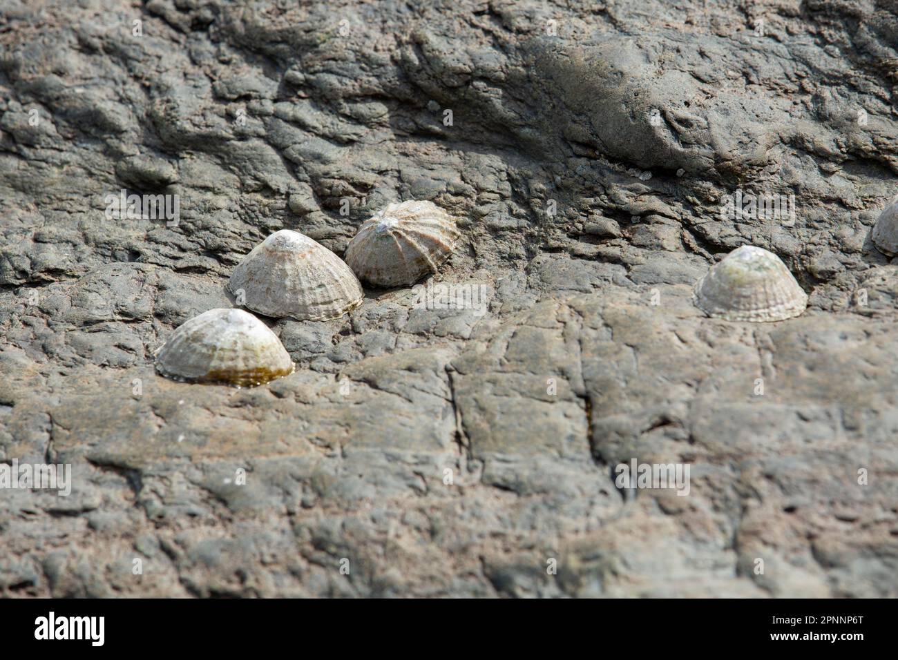Limpets on rock in rocky shore tide pool or rock pool, Scutellastra granularis, Granular limpet Stock Photo