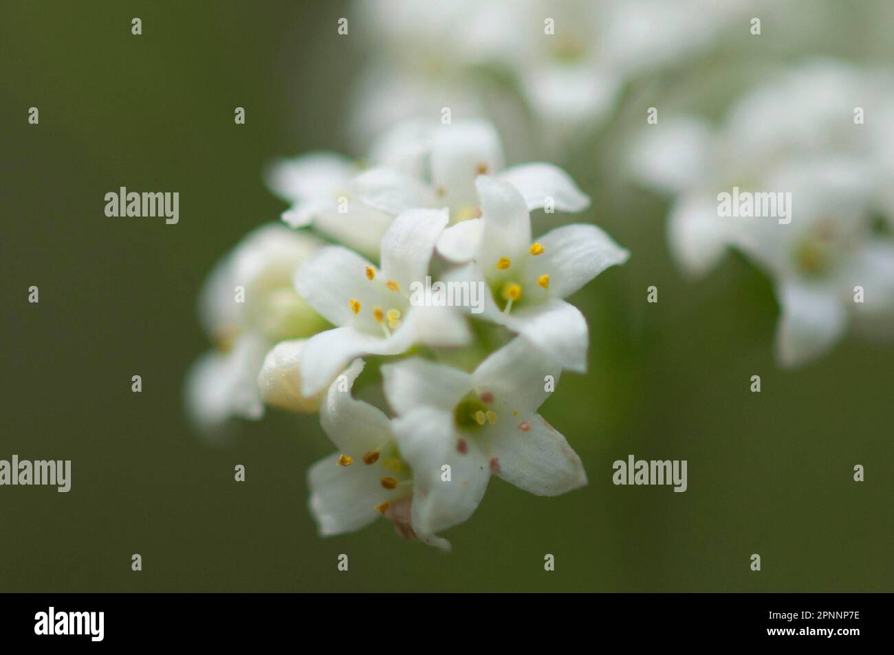 Blue-green bedstraw Stock Photo