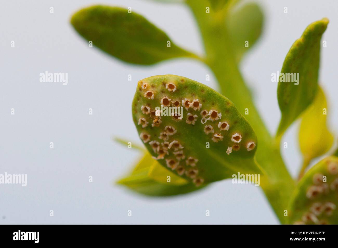 Uromyces pisi (Euphorbia cyparissias) Stock Photo