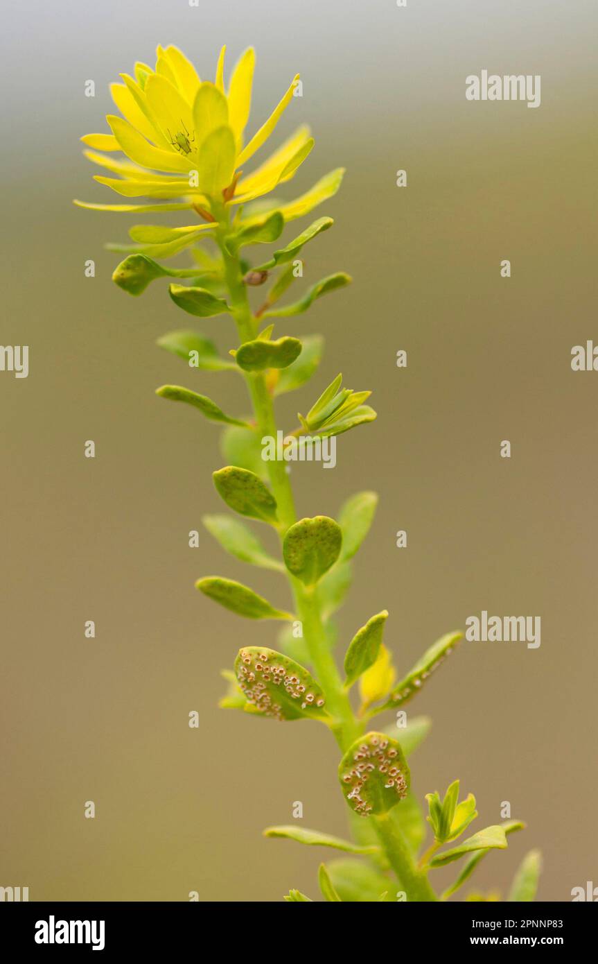 Uromyces pisi (Euphorbia cyparissias) Stock Photo