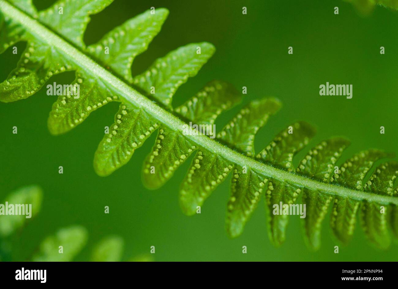 Mountain fern Stock Photo