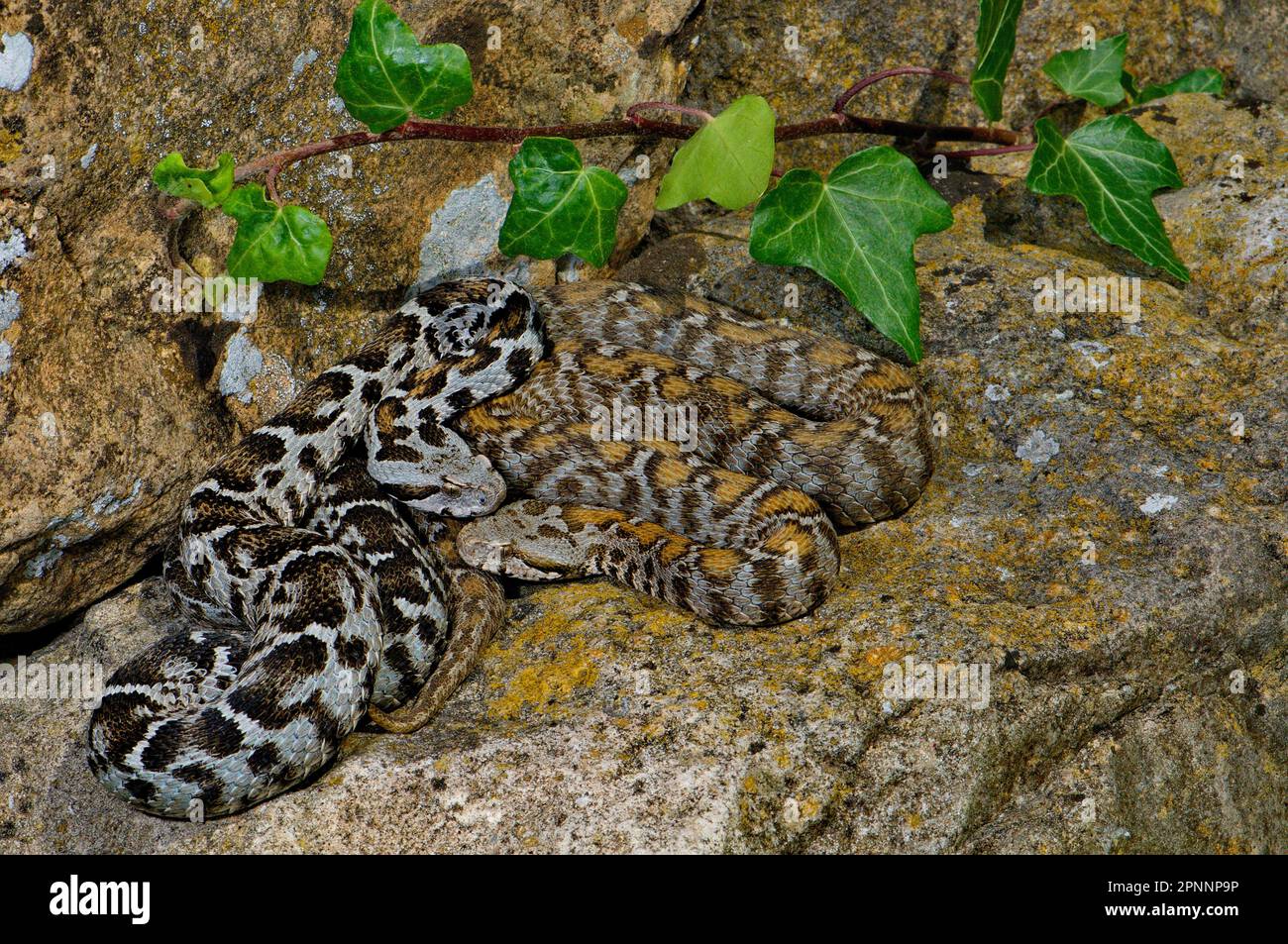 Wagner's mountain viper Stock Photo