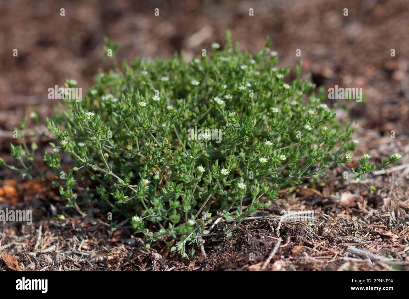 Quendel sandwort Stock Photo