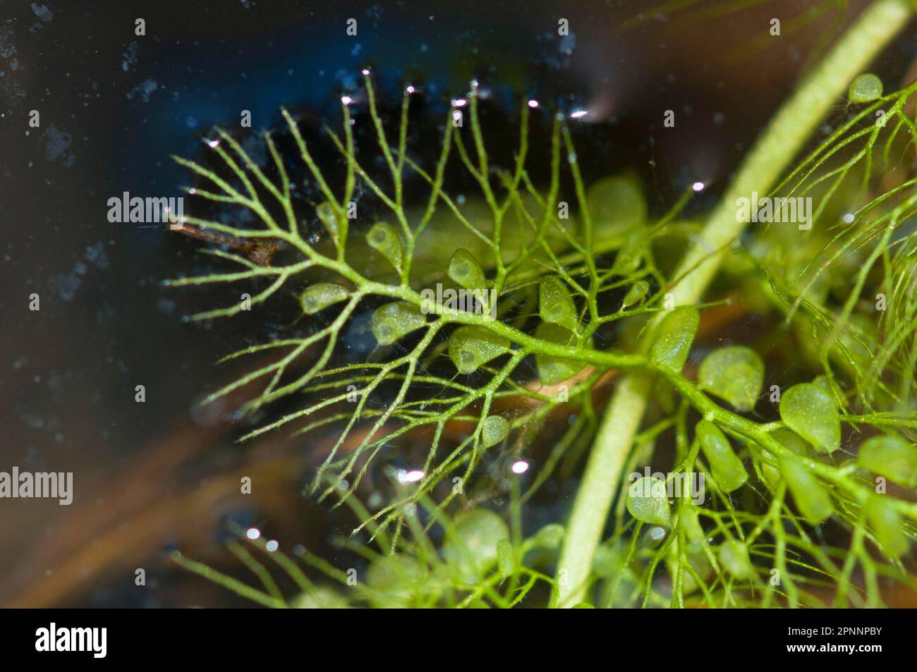 (Utricularia vulgaris) Stock Photo