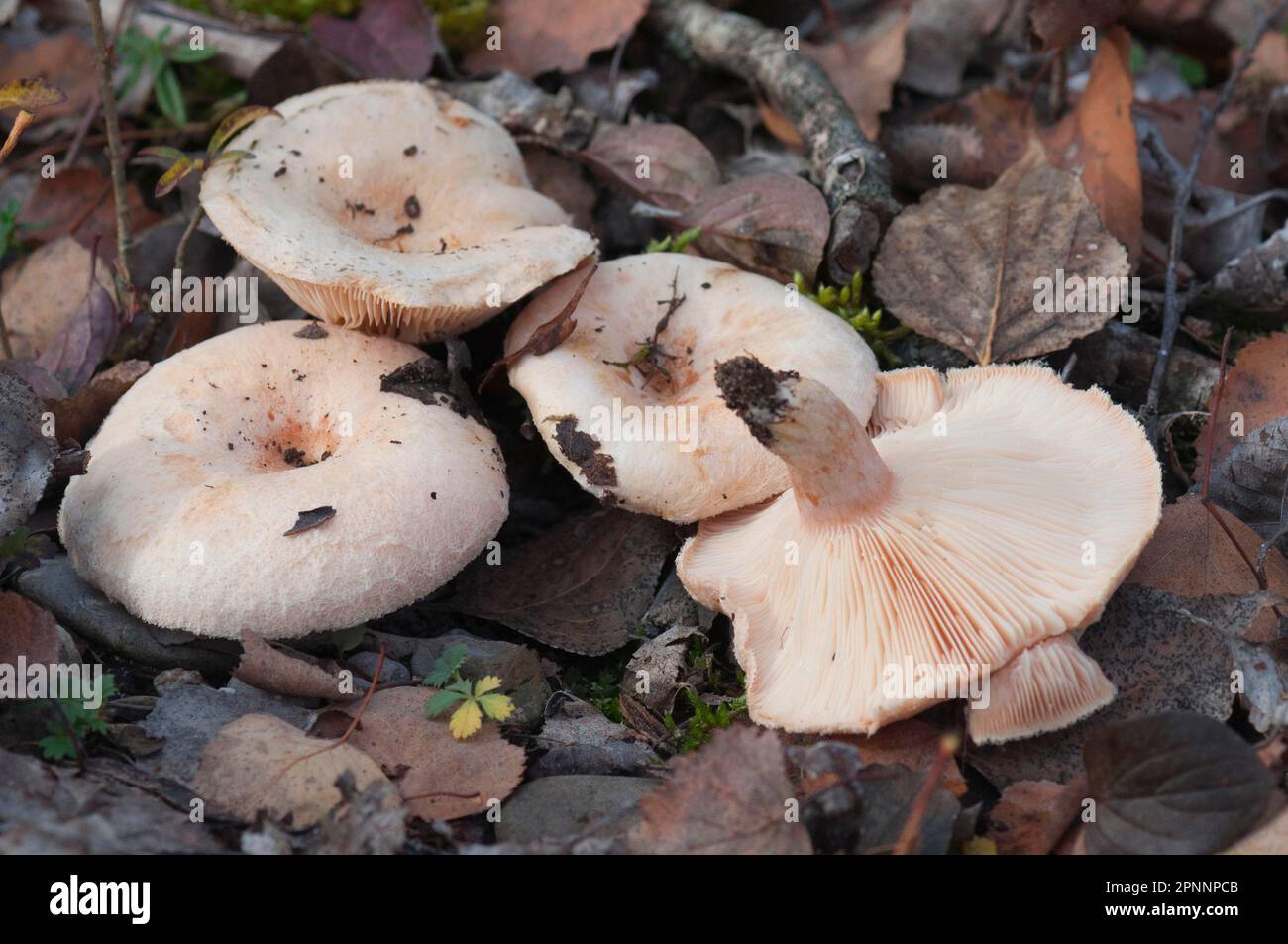 Lactarius tree hi-res stock photography and images - Alamy