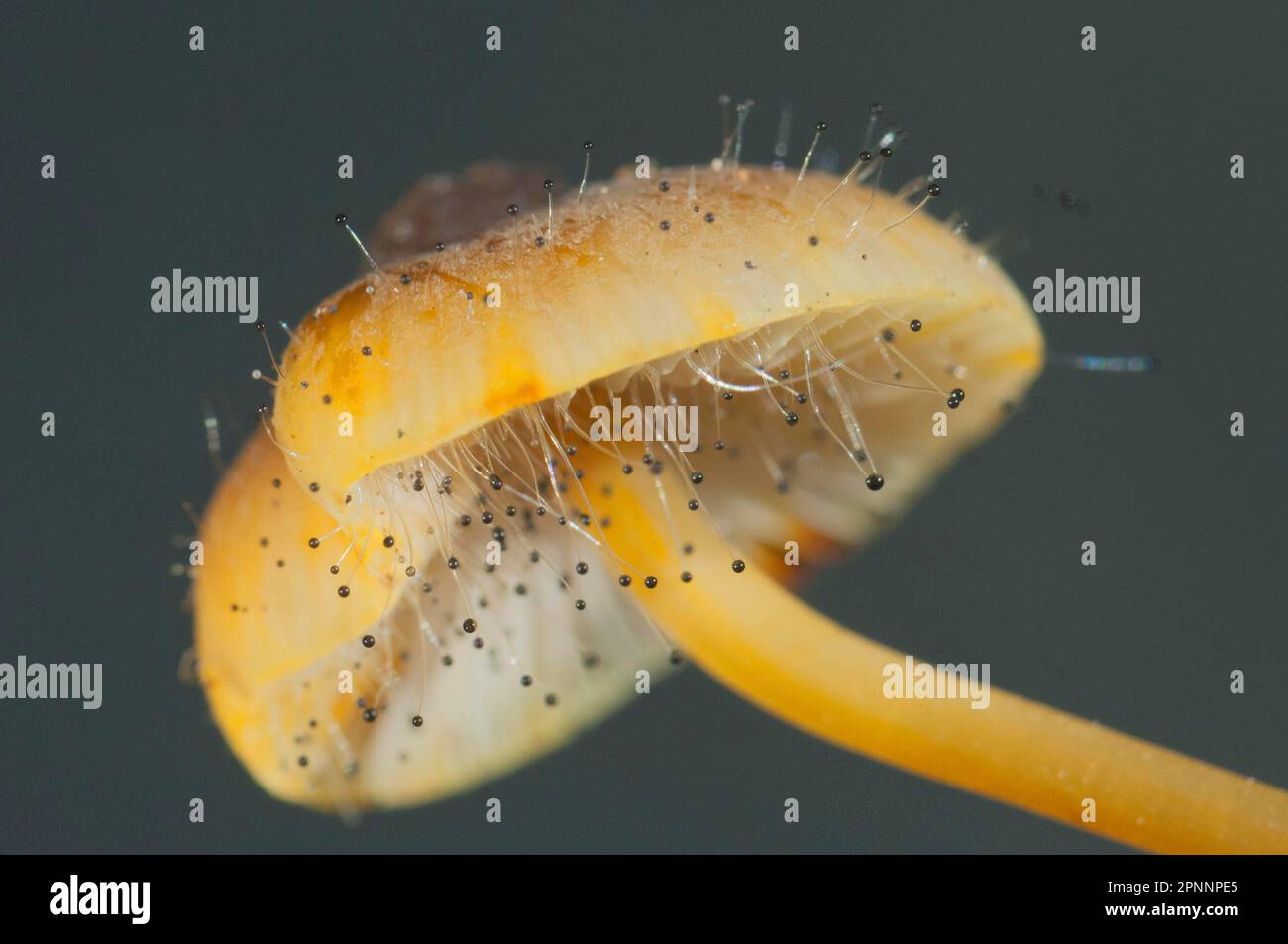Head mould on yellow-red Milking helminth Stock Photo