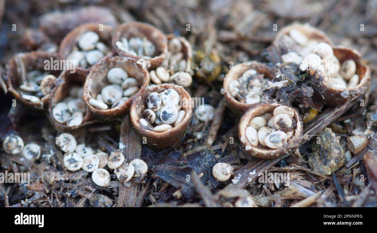 (Crucibulum laeve) Stock Photo