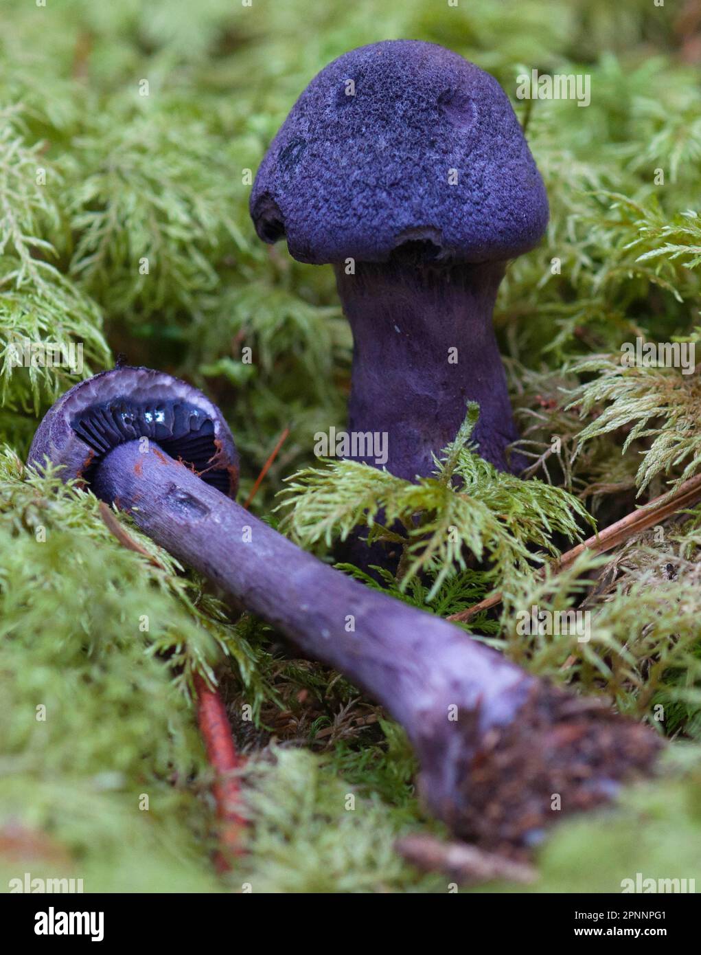 Violet webcap (Cortinarius violaceus) Stock Photo