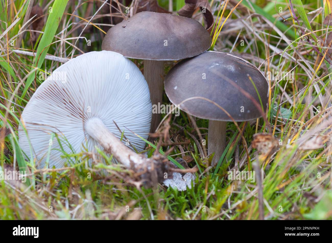Dark fleshed soft mushroom Stock Photo