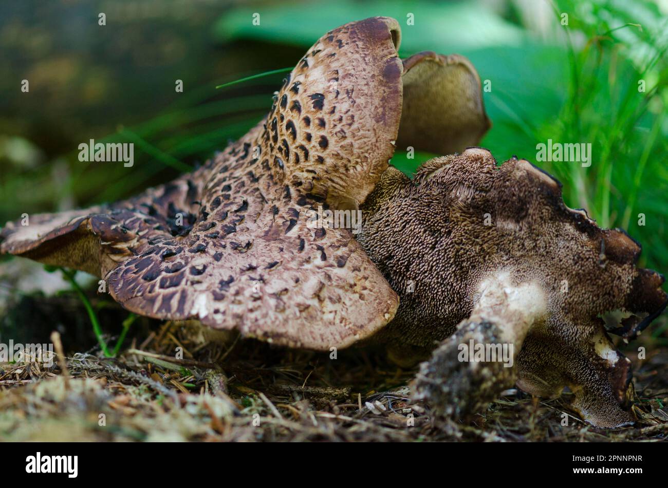 Hawk mushroom Stock Photo