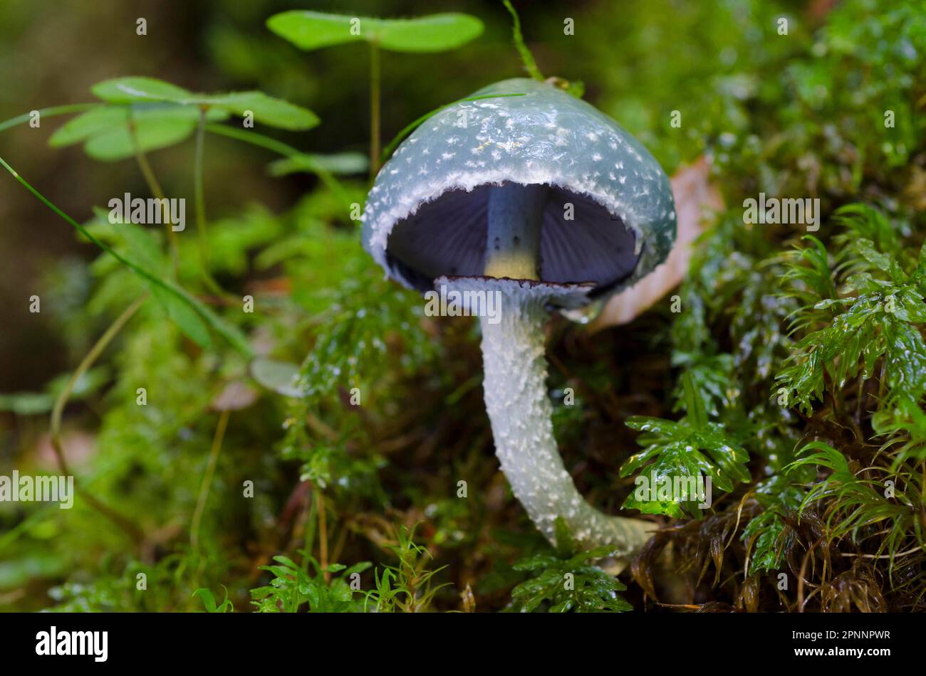 Verdigris agaric (Stropharia aeruginosa) Stock Photo