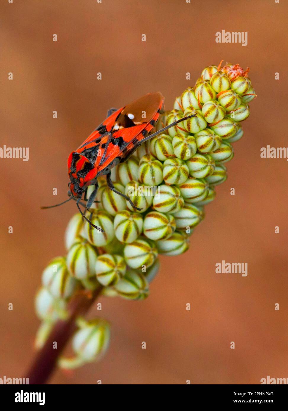 Ground bug hi-res stock photography and images - Alamy