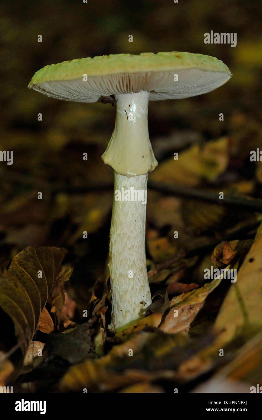 False Death Cap Stock Photo - Alamy