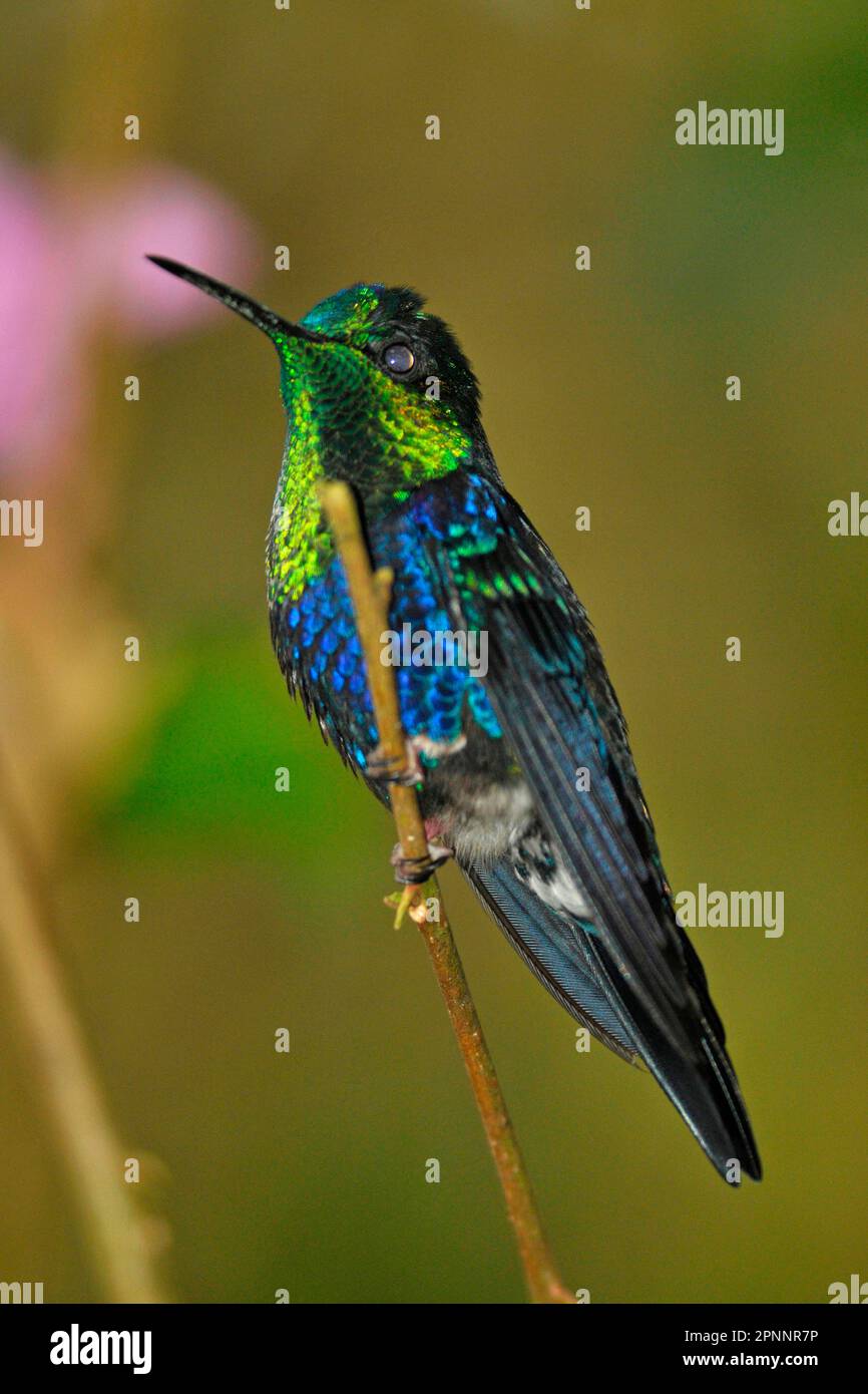 Green crowned woodnymph hummingbird hi-res stock photography and images ...