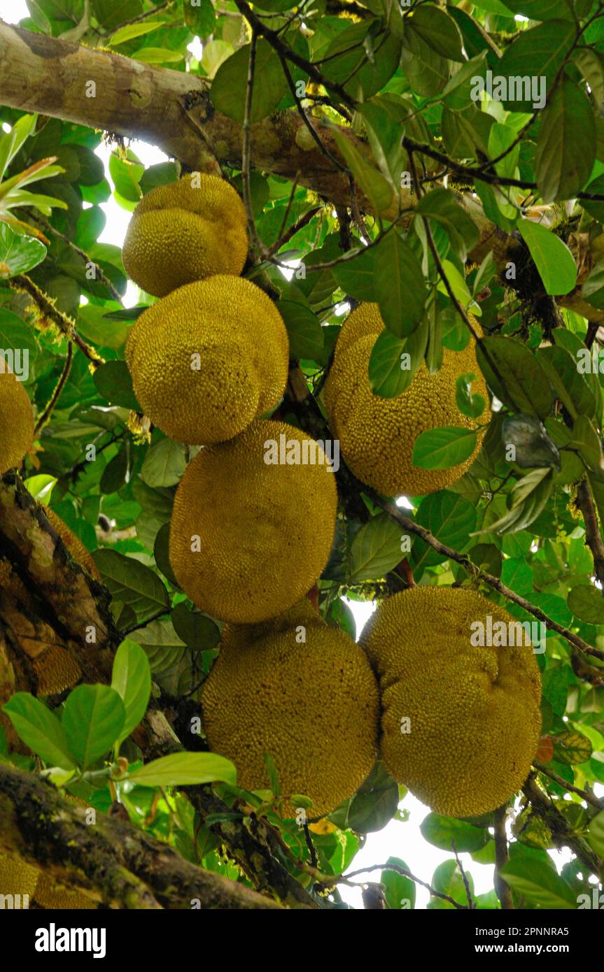 Jackfruit tree Stock Photo