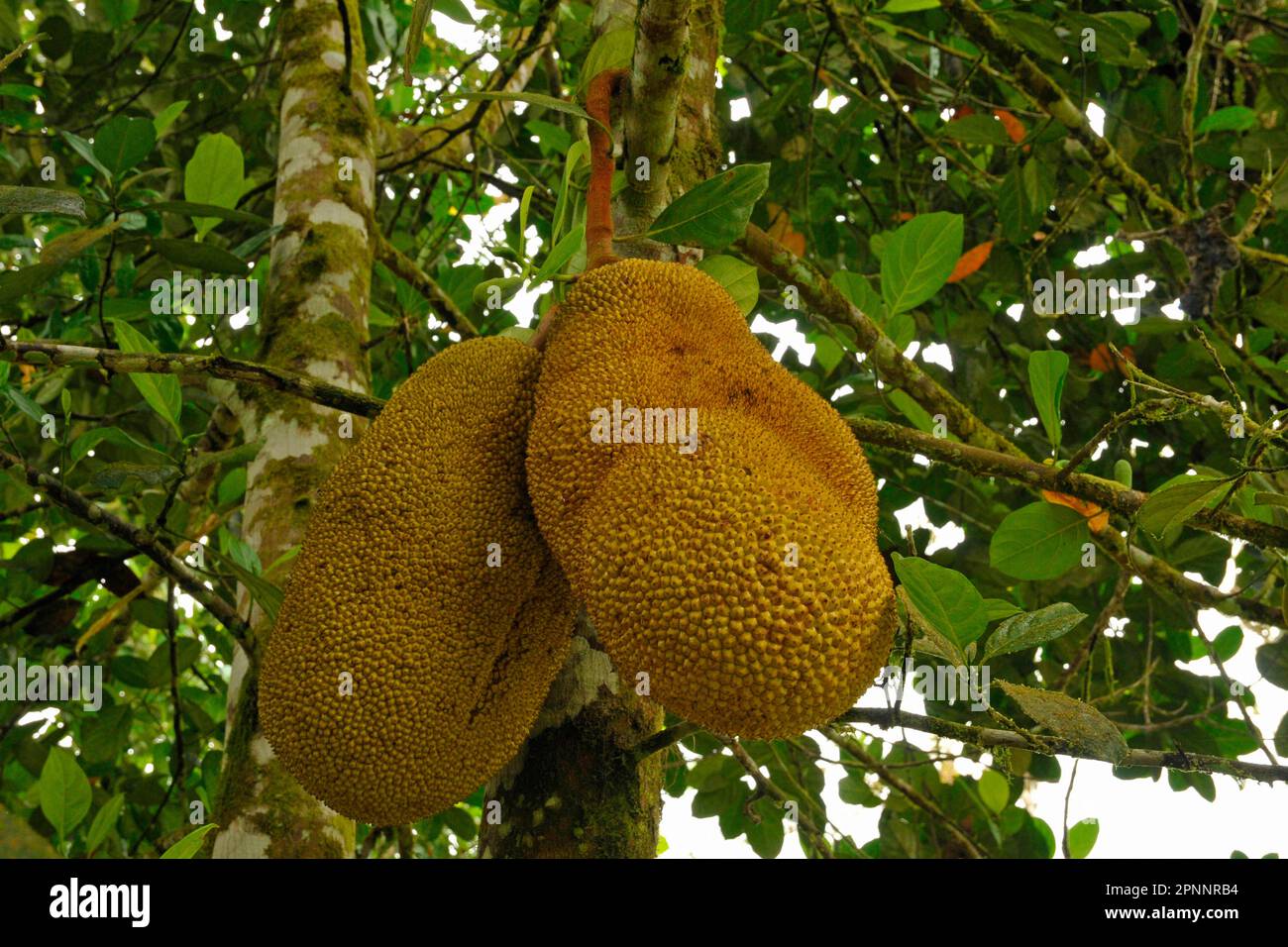Jackfruit tree Stock Photo