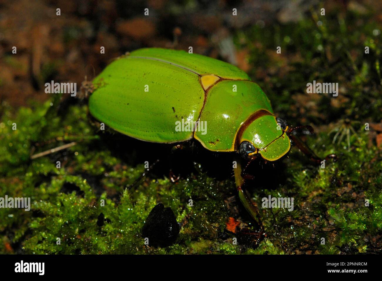 Leaf horn beetle from Ecuador Stock Photo