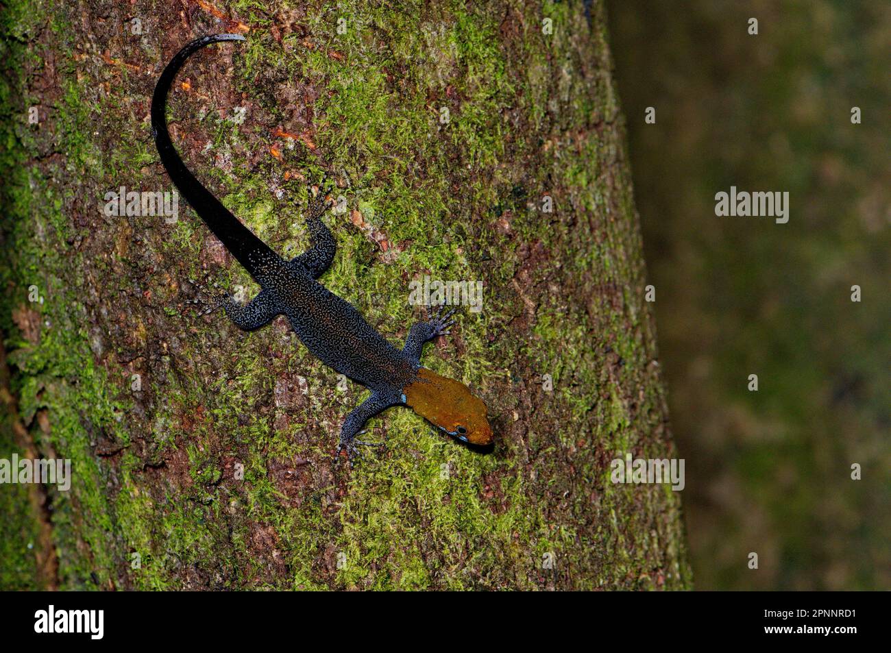 Yellow-headed gecko, Costa Rica Stock Photo