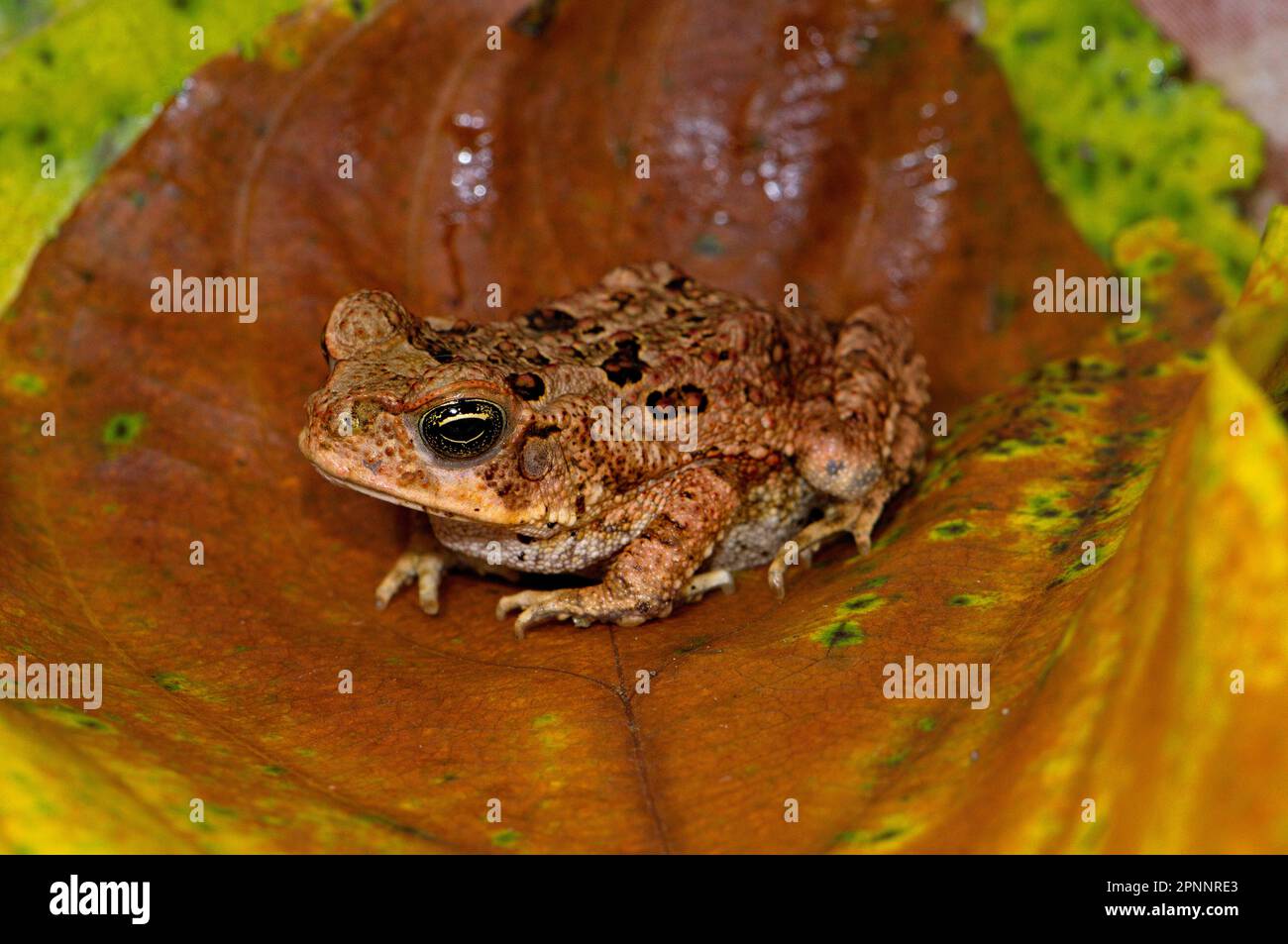 Young Aga Toad Stock Photo - Alamy