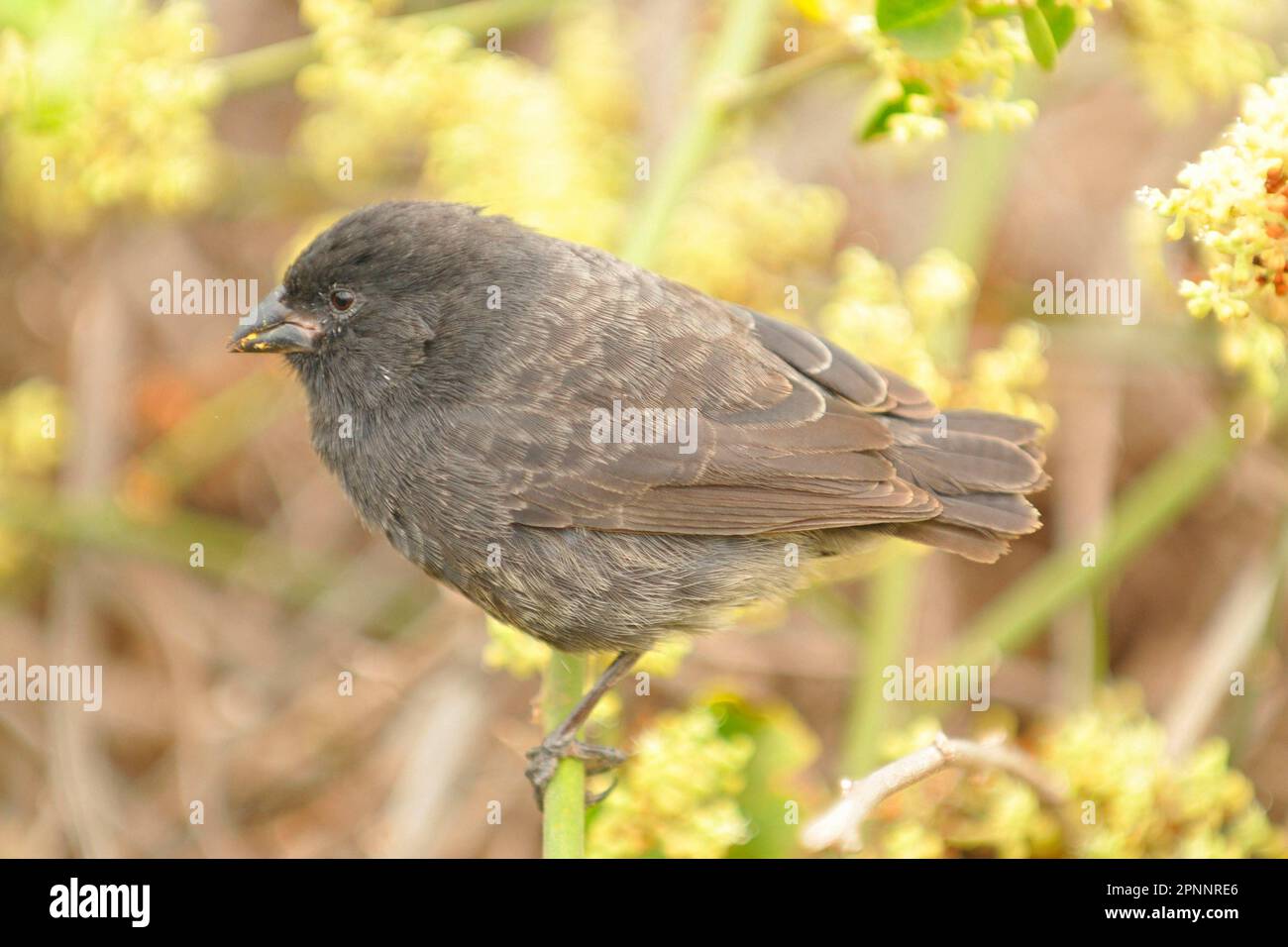 Small Ground Finch Stock Photo Alamy