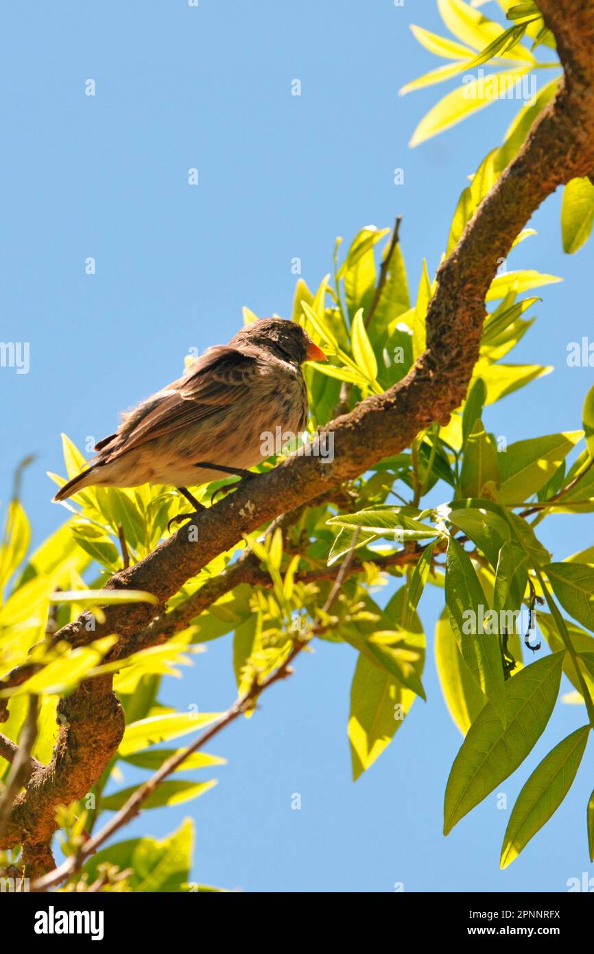 South american finch hi-res stock photography and images - Alamy