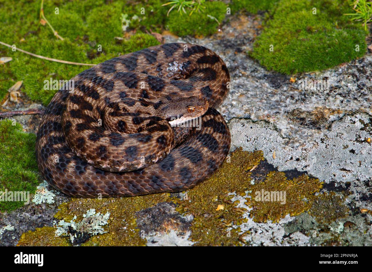 Asp (Alpine viper Stock Photo - Alamy
