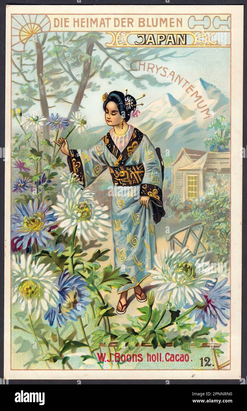 Chrysanthemum Vintage German Tradecard Stock Photo Alamy