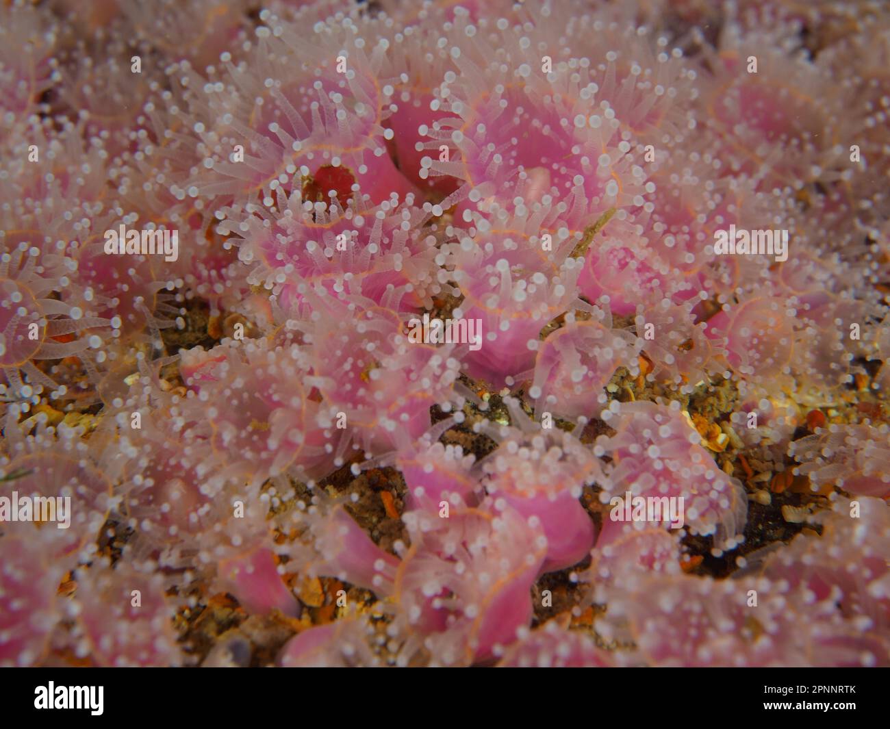 Strawberry anemone (Corynactis annulata), sea anemone, False Bay, Cape of Good Hope, Cape Town, South Africa Stock Photo