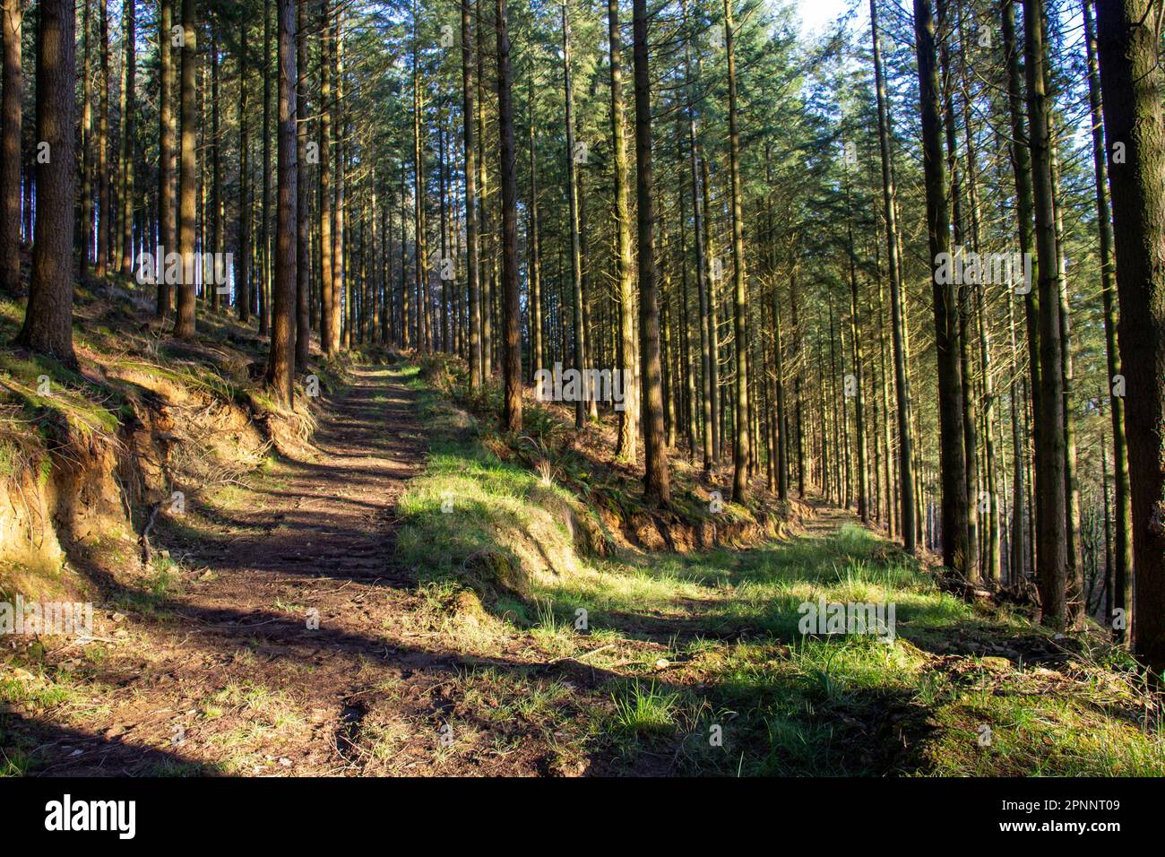 two paths divide through a pine forest with winter sunlight and dappled shade Stock Photo