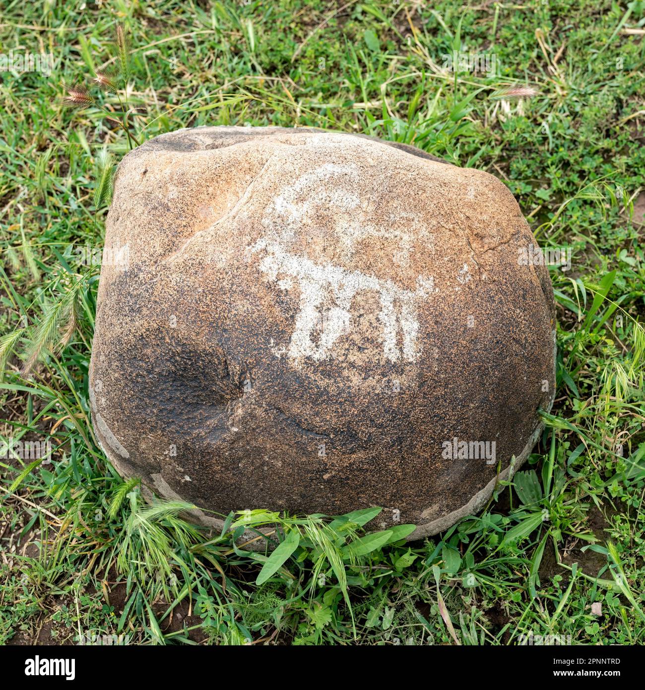 Petroglyph in Kyrgyzstan. An ancient rock carving and engraving known