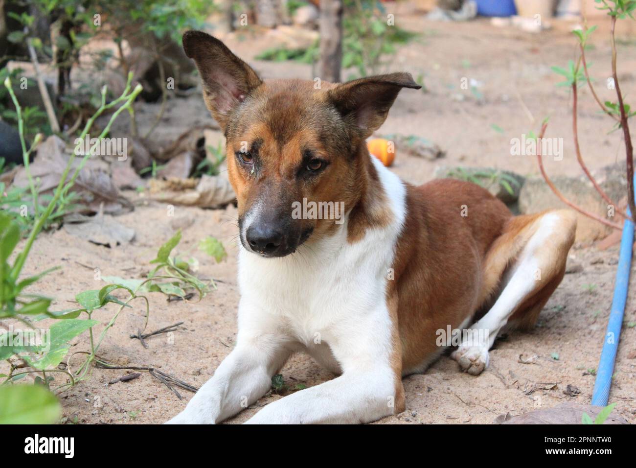 Cute Brown Color Dog Brown Color Puppy Stock Photo Alamy