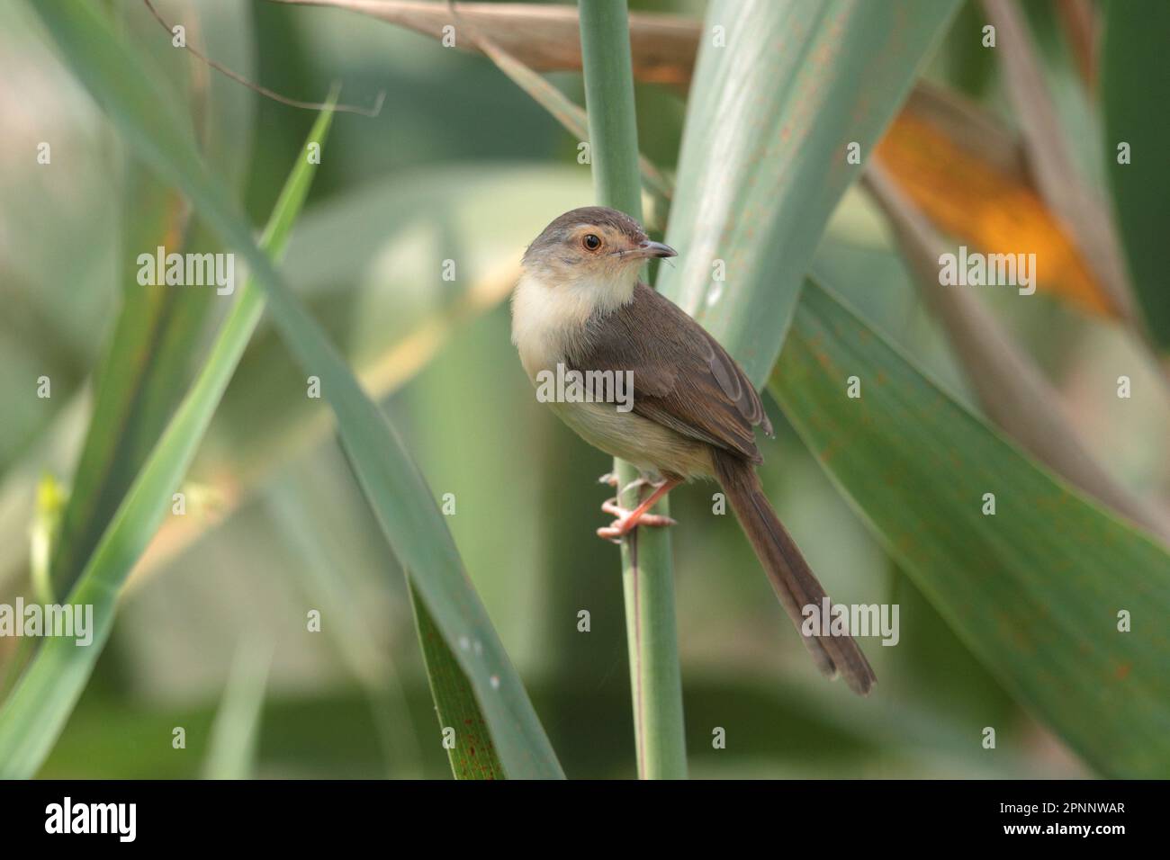 Yellow-bellied Prinia (Prinia flaviventris), perched, side view in reed ...