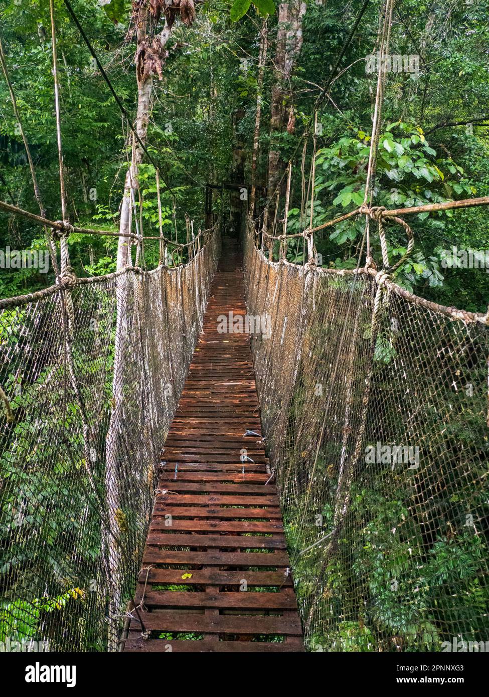 Amazon Natural Park Canopy Walkway. Canopy cable bridge for tourists in