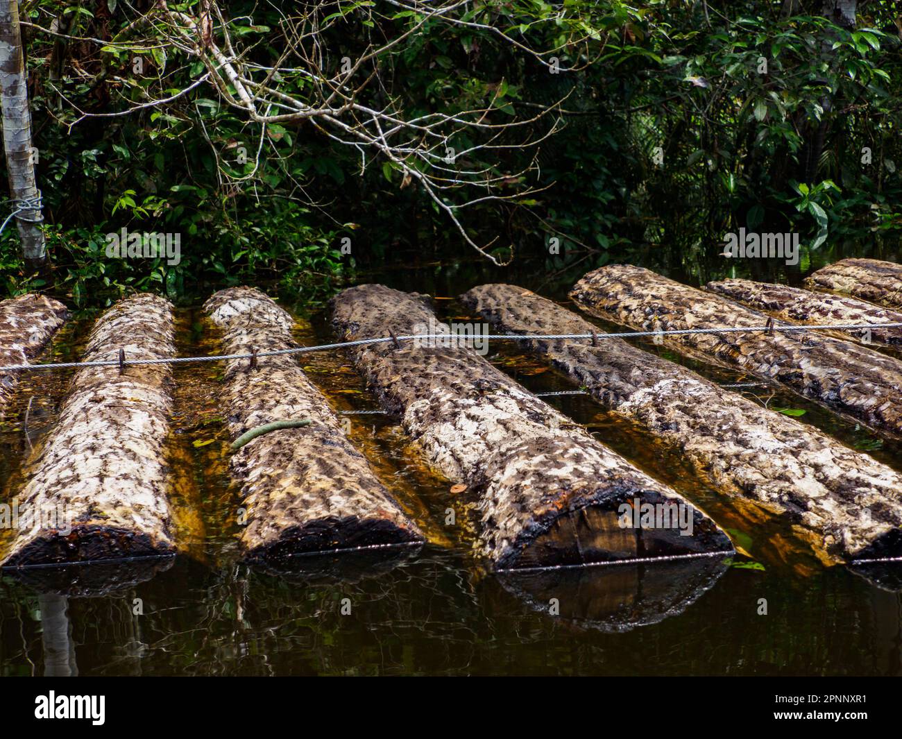 timber harvesting) (brazil) hi-res stock photography and images - Alamy