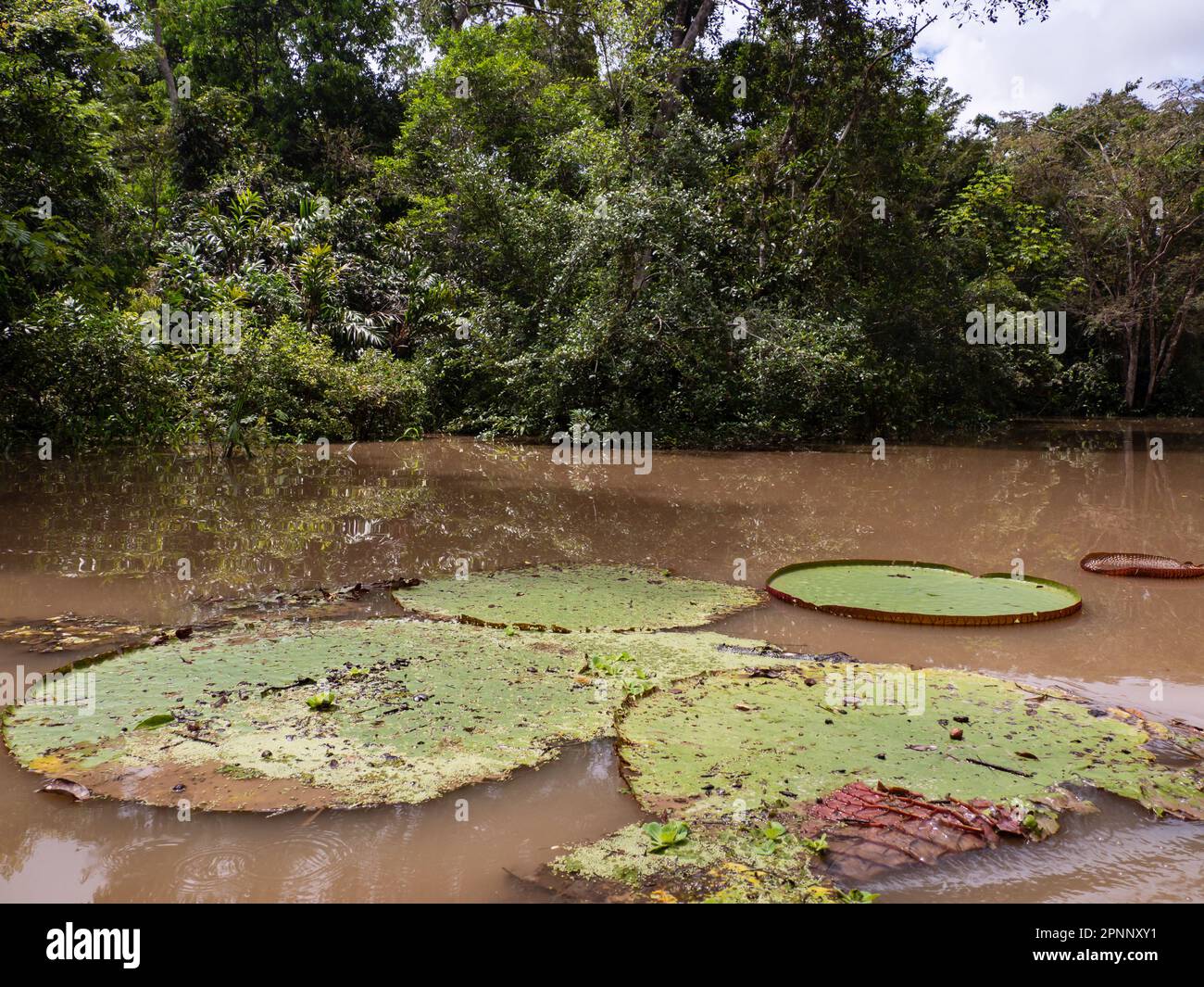 Victoria amazonica in Pacaya Samiria National Reserve. It is a species of flowering plant, the largest of the Nymphaeaceae family of water lilies. Ama Stock Photo