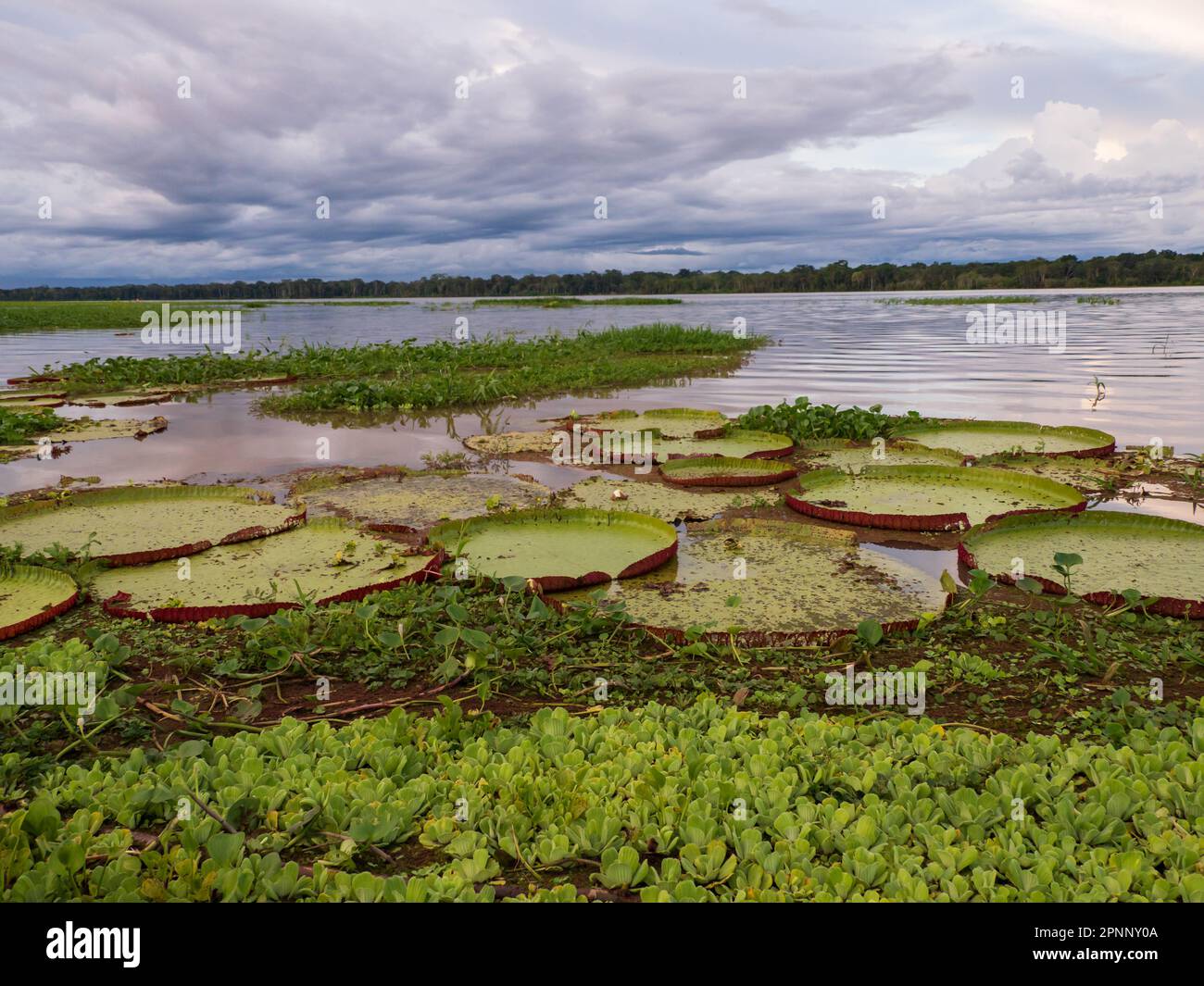 Victoria amazonica in Pacaya Samiria National Reserve. It is a species of flowering plant, the largest of the Nymphaeaceae family of water lilies. Ama Stock Photo