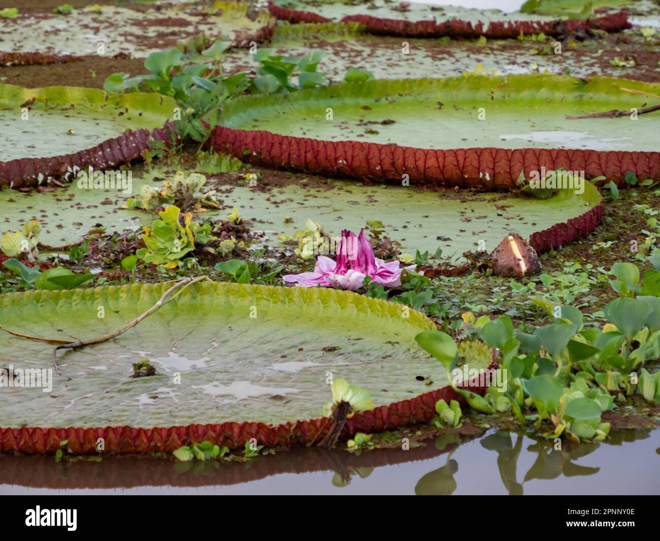 Victoria amazonica in Pacaya Samiria National Reserve. It is a species of flowering plant, the largest of the Nymphaeaceae family of water lilies. Ama Stock Photo