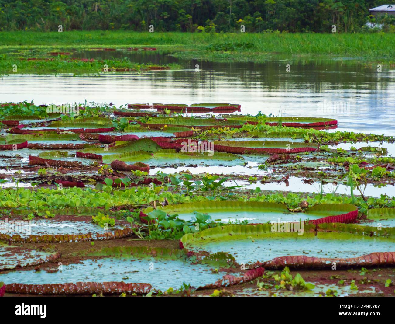 Victoria amazonica in Pacaya Samiria National Reserve. It is a species of flowering plant, the largest of the Nymphaeaceae family of water lilies. Ama Stock Photo