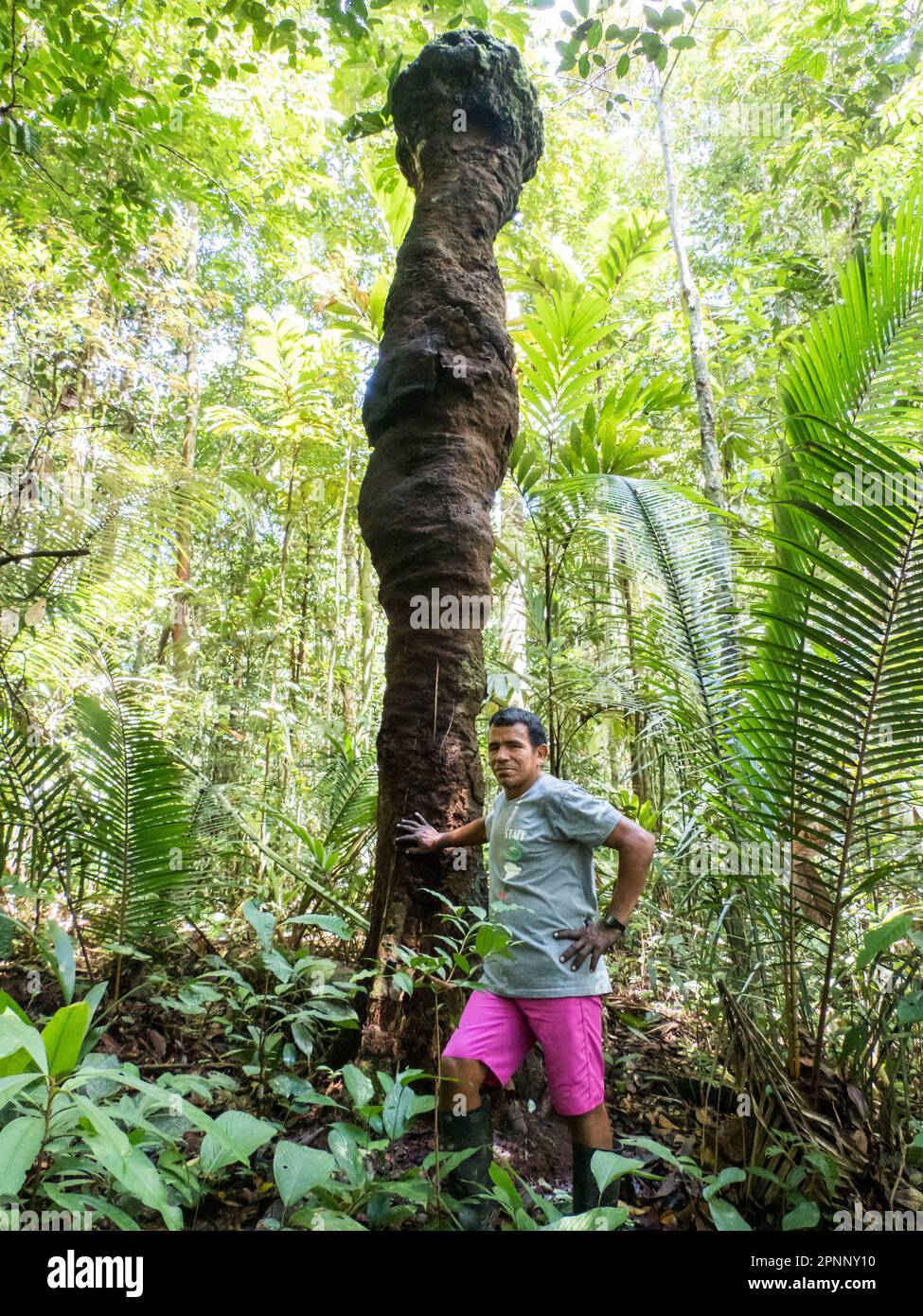 Palmari, Brazil- Nov, 2019: Brazilian man next to a huge termite in the Amazon rainforest. Amazonia, Brazil, South America. Stock Photo