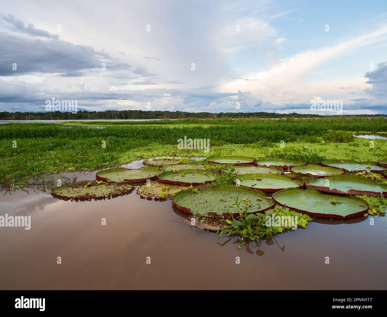 Victoria amazonica in Pacaya Samiria National Reserve. It is a species of flowering plant, the largest of the Nymphaeaceae family of water lilies. Ama Stock Photo