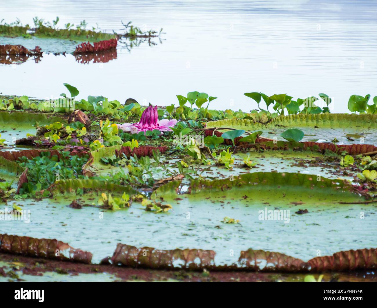 Victoria amazonica in Pacaya Samiria National Reserve. It is a species of flowering plant, the largest of the Nymphaeaceae family of water lilies. Ama Stock Photo