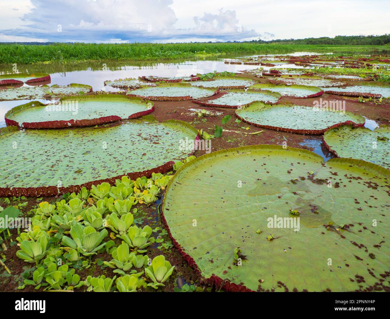 Victoria amazonica in Pacaya Samiria National Reserve. It is a species of flowering plant, the largest of the Nymphaeaceae family of water lilies. Ama Stock Photo