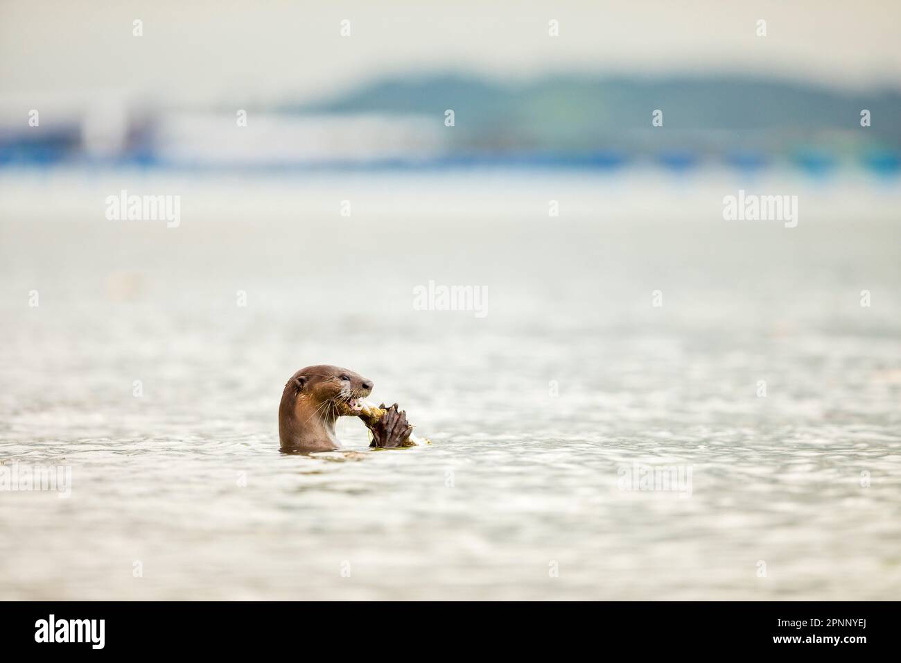 Smooth coated otter eating fish in the sea along the coast of Singapore