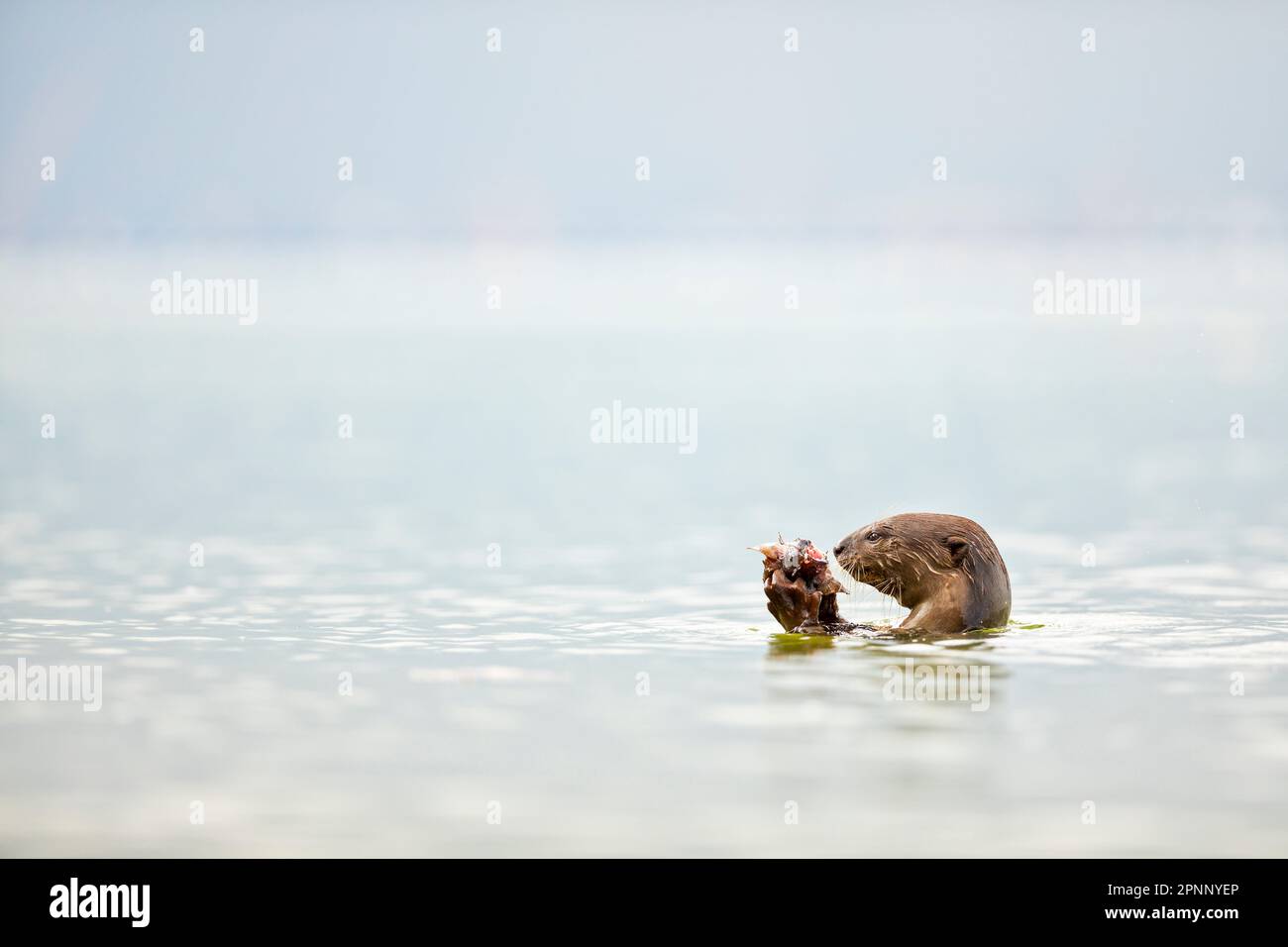 Smooth coated otter eating fish in the sea along the coast of Singapore