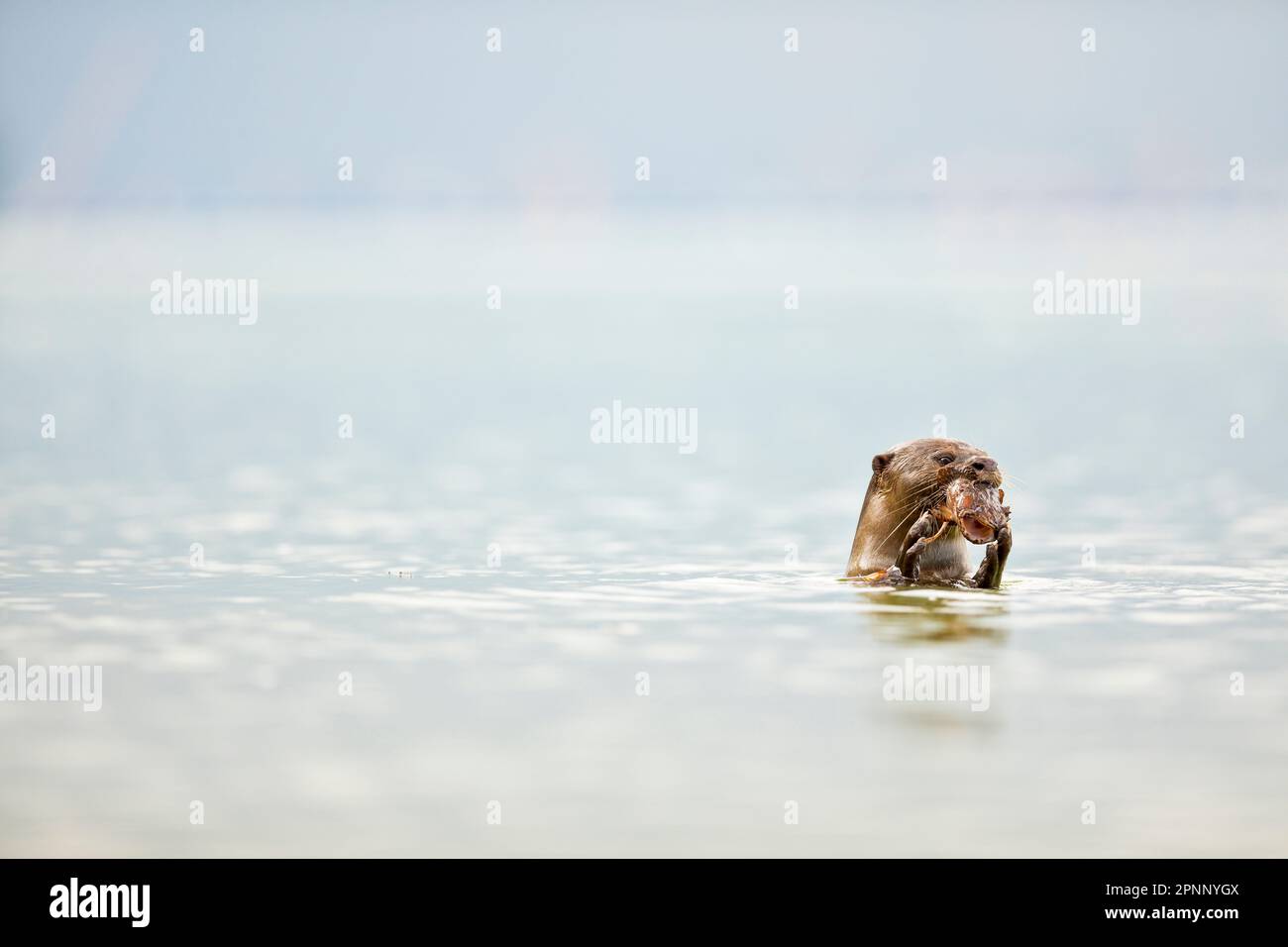 Smooth coated otter eating fish in the sea along the coast of Singapore ...