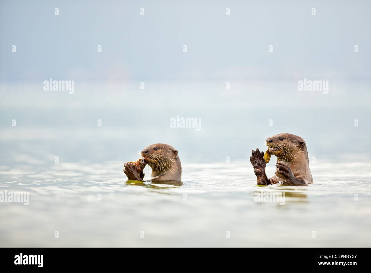 Smooth coated otter eating fish in the sea along the coast of Singapore