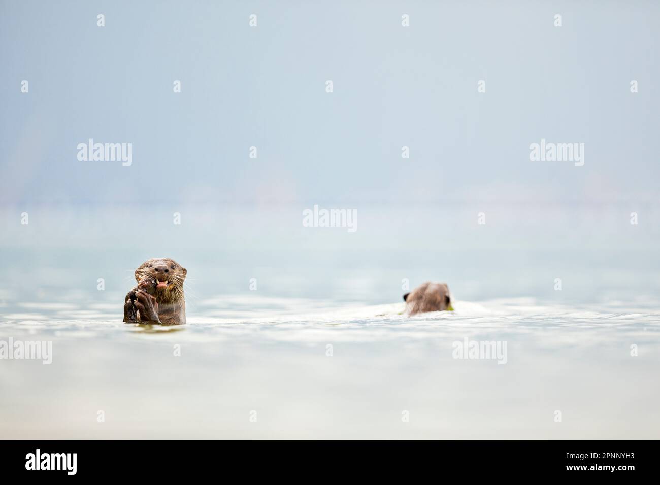 Smooth coated otter eating fish in the sea along the coast of Singapore