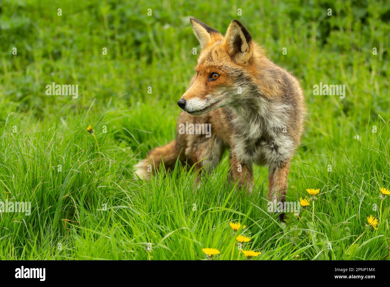 Red fox, Scientific name: Vulpes Vulpes, Close up of an alert red fox